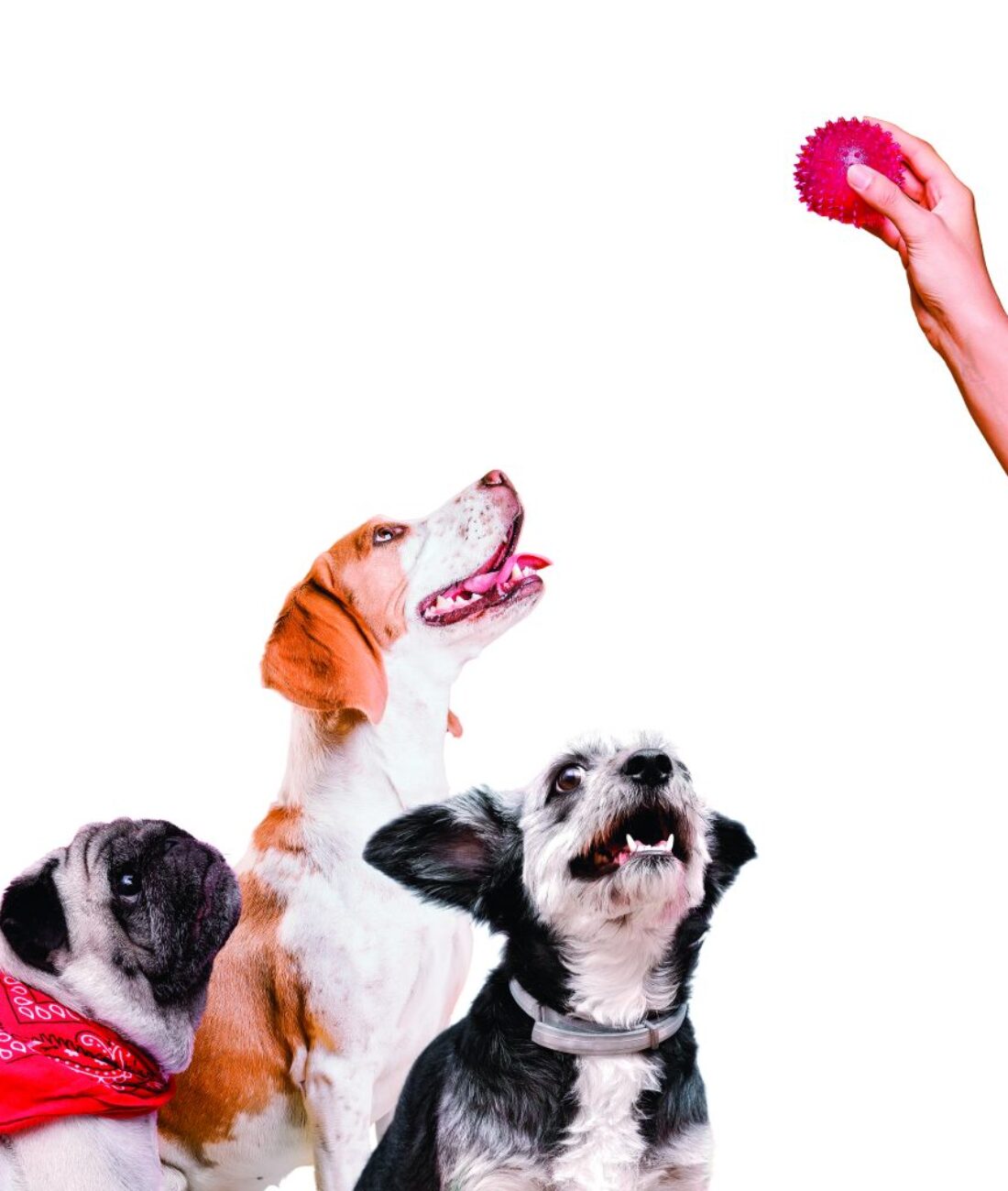 cute-pet-collage-isolated copy