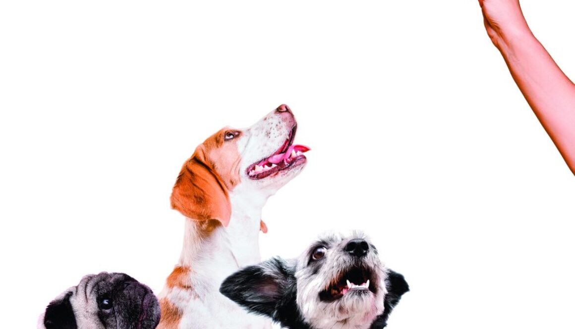 cute-pet-collage-isolated copy