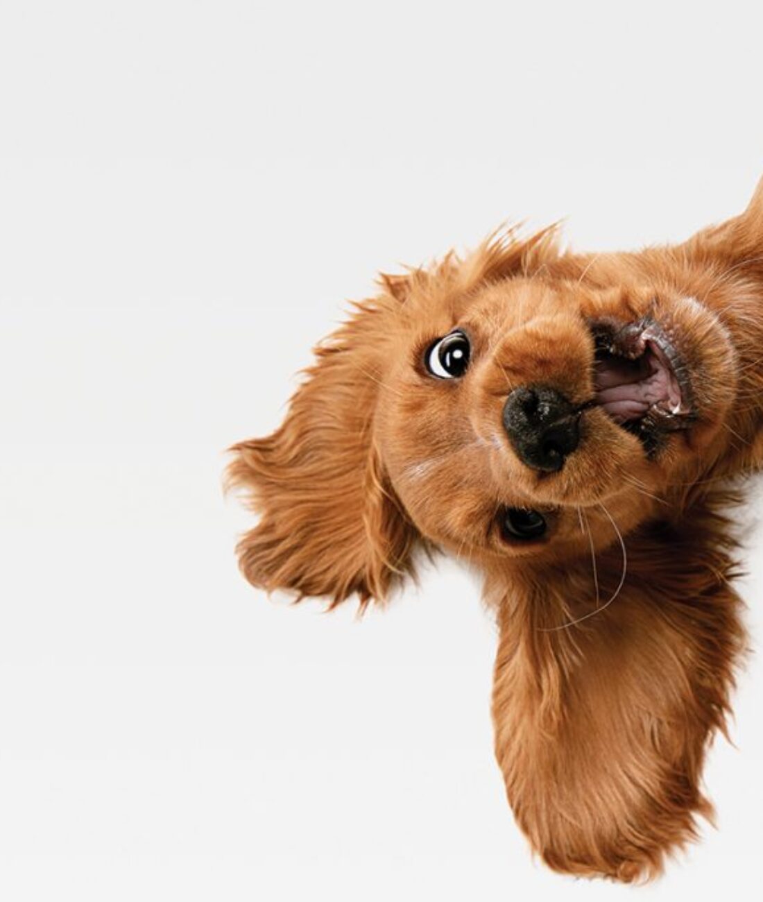 shutterstock_1424153078-(1)