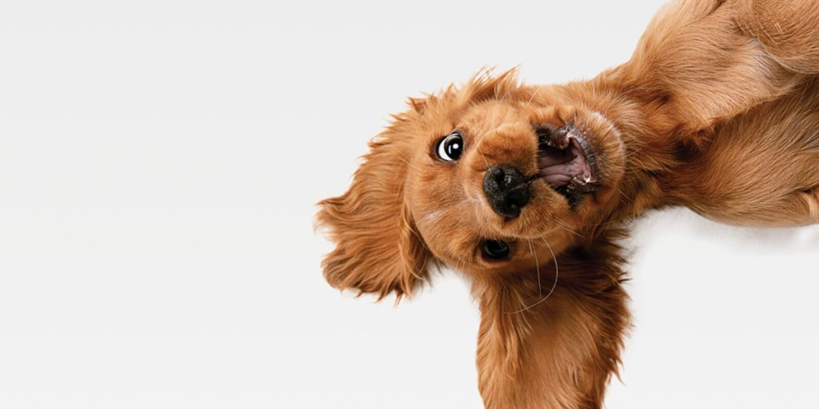 shutterstock_1424153078-(1)