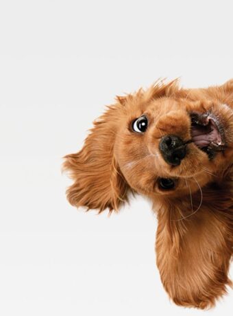 shutterstock_1424153078-(1)