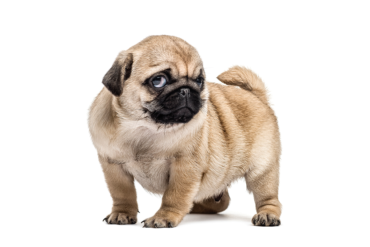 Choosing the Right Pet for Kathmandu’s Climate