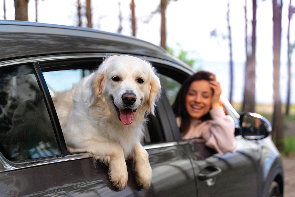 Are You a Good Pet Parent?